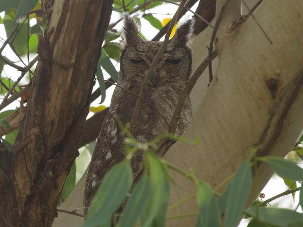 <h3><a href="/trips/gambia/biota/animalia/chordata/aves/031 strigiformes/002 strigidae/bubo cinerascens/bubo cinerascens-nl.html">Bubo&nbsp;cinerascens</a> / Greyish&nbsp;eagle‑owl / Grijze&nbsp;oehoe</h3>OM-1 Mark II met OLYMPUS M.150-400mm F4.5 TC, 1/2000 sec  bij F5.6, ISO 3200, afstand 16.1&nbsp;m